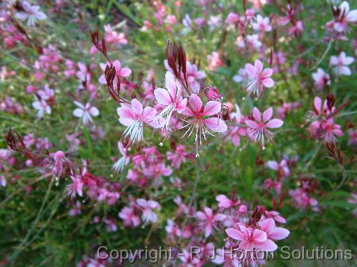 Gaura Pink 